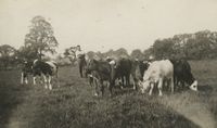 Stone House Farm: Stanley Dixon with his dairy herd in Dixons Field, 1938.