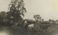Caption Joy wife of Stanley Dixon at Stone House Dairy farm.