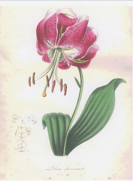 File:014r0ae3008b.jpg