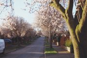 Spring in Moore Avenue prior to the Cherry trees being removed to prevent damage to the footpaths. Taken from far end of the Avenue looking in the direction of North Walsham Road. The 1990s