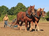 Ploughing the old way at Gressenhall Museum Farm (Gressehall Museum)